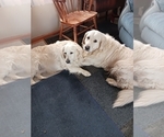 Small #12 English Cream Golden Retriever