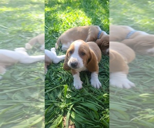 Basset Hound Puppy for sale in ANTELOPE, CA, USA