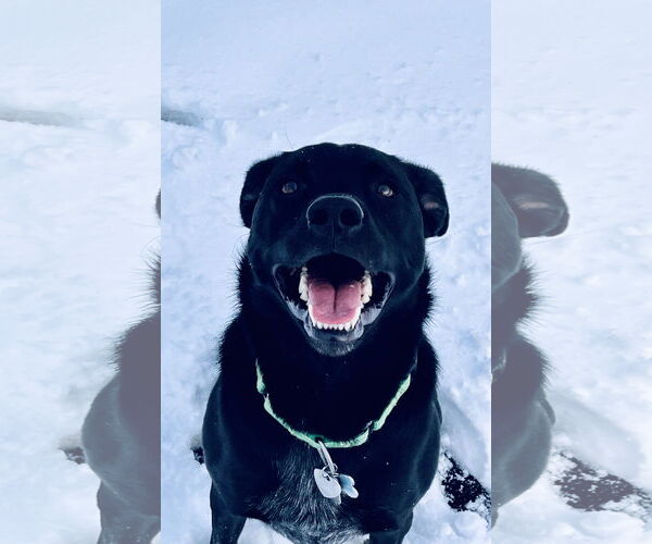 Medium Photo #6 Labrador Retriever Puppy For Sale in Pottstown, PA, USA