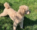 Small Photo #13 Goldendoodle (Miniature) Puppy For Sale in LINWOOD, MI, USA