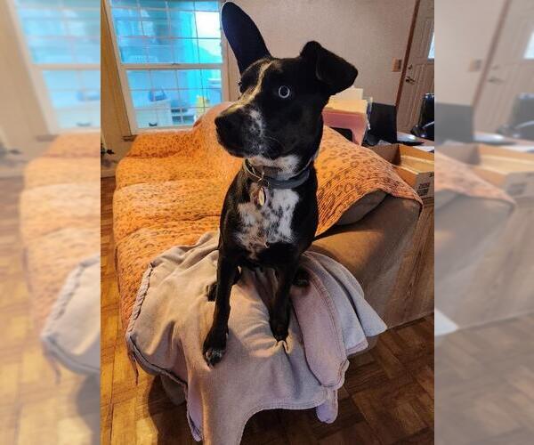 Medium Photo #8 Border Collie-Unknown Mix Puppy For Sale in Parlier, CA, USA