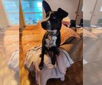Small #7 Border Collie Mix