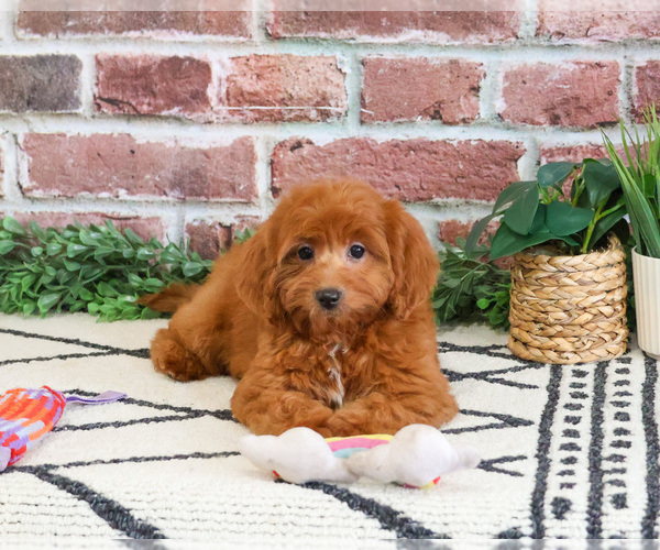 Medium Photo #9 Cavapoo (Miniature) Puppy For Sale in SYRACUSE, IN, USA