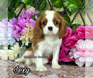 Cavalier King Charles Spaniel Puppy for sale in MIAMI, FL, USA