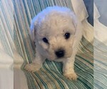 Small Photo #7 Bichon Frise Puppy For Sale in BAXTER, MN, USA