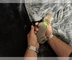 Litter of 8 - Male(s) and Female(s) Labrador RetrieverLitter of Puppies for Sale - Photo #5