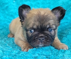 French Bulldog Puppy for sale in LAS VEGAS, NV, USA