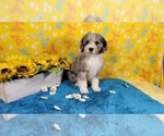 Small Photo #13 Bernedoodle-Poodle (Toy) Mix Puppy For Sale in BLACK FOREST, CO, USA