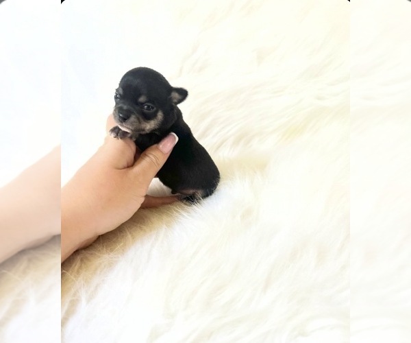 Medium Photo #1 Chihuahua Puppy For Sale in SACRAMENTO, CA, USA