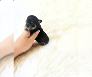 Chihuahua Puppy for sale in SACRAMENTO, CA, USA