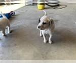 Small Photo #24 Llewellin Setter Puppy For Sale in BASCO, IL, USA