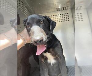 Labrador Retriever-Unknown Mix Dogs for adoption in Corpus Christi, TX, USA