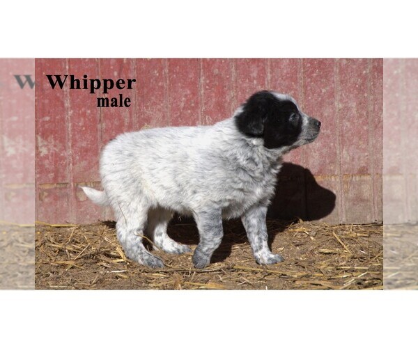 Medium Photo #19 Australian Cattle Dog-Border Collie Mix Puppy For Sale in CLARE, MI, USA
