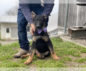 German Shepherd Dog Puppy for sale in LANCASTER, PA, USA