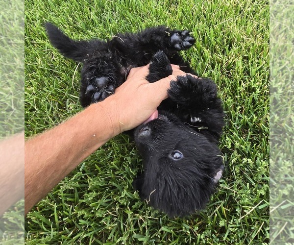 Medium Photo #2 Newfoundland Puppy For Sale in NEW HOLLAND, PA, USA
