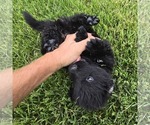 Small #1 Newfoundland