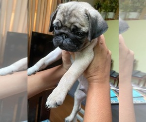 American Pugabull Puppy for sale in NEW YORK, NY, USA