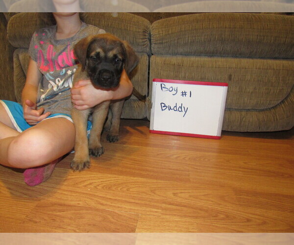 Medium Photo #7 Mastiff Puppy For Sale in FARMERVILLE, LA, USA