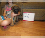 Small Photo #7 Mastiff Puppy For Sale in FARMERVILLE, LA, USA