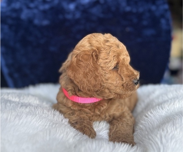 Medium Photo #10 Goldendoodle (Miniature) Puppy For Sale in SAN FERNANDO, CA, USA
