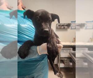 Holland Shepherd-Unknown Mix Dogs for adoption in Bakersfield, CA, USA