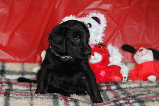 Medium Photo #5 Labradoodle Puppy For Sale in BROKEN BOW, OK, USA