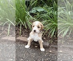 Small #2 Goldendoodle (Miniature)