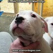 Small Photo #156 Dogo Argentino Puppy For Sale in PINEVILLE, MO, USA