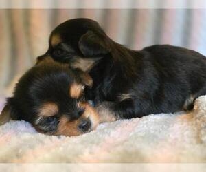 Yorkshire Terrier Puppy for sale in CORNERSVILLE, TN, USA