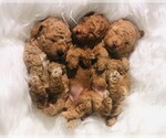 Small Photo #1 Poodle (Toy) Puppy For Sale in CARTHAGE, MO, USA