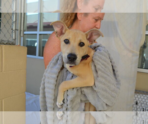 Medium Photo #2 Mutt Puppy For Sale in McKinney, TX, USA