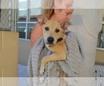 Small #1 Mutt