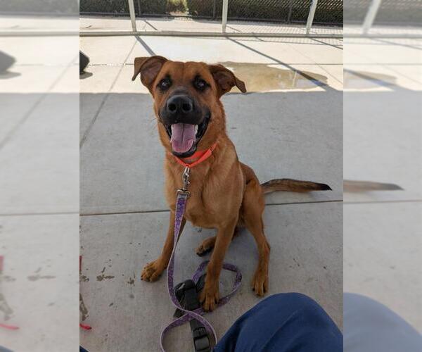 Medium Photo #2 German Shepherd Dog-Unknown Mix Puppy For Sale in Elk Grove, CA, USA