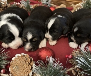 Miniature Australian Shepherd Litter for sale in HOPE HULL, AL, USA