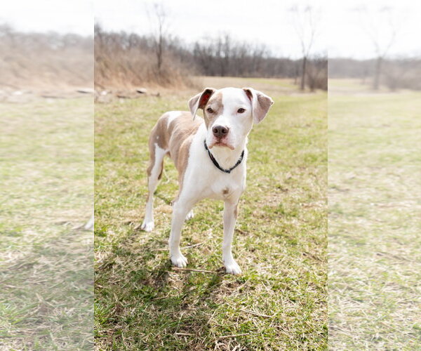 Medium Photo #8 Mutt Puppy For Sale in Crete, IL, USA