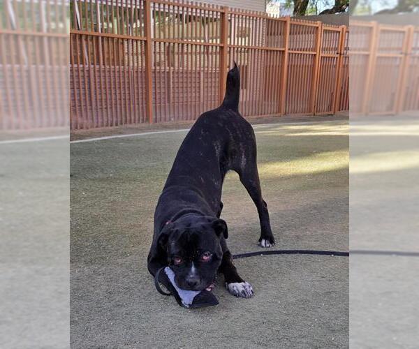 Medium Photo #3 Mastiff-Unknown Mix Puppy For Sale in Las Vegas, NV, USA