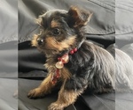 Small Photo #5 Yorkshire Terrier Puppy For Sale in TRACY, CA, USA