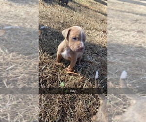 American Bully Puppy for sale in GAFFNEY, SC, USA
