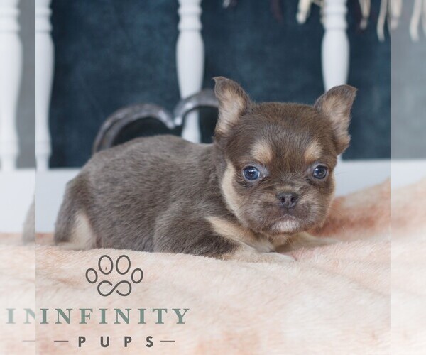 Medium Photo #1 French Bulldog Puppy For Sale in GORDONVILLE, PA, USA