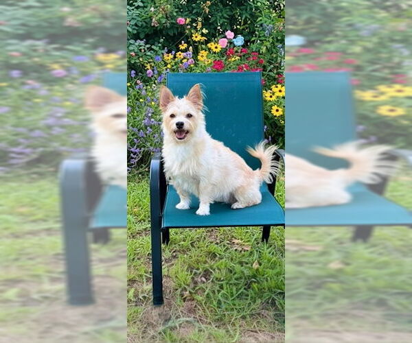 Medium Photo #7 Mutt Puppy For Sale in Weston, FL, USA