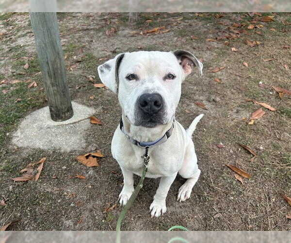 Medium Photo #2 American Pit Bull Terrier Puppy For Sale in Ocala, FL, USA