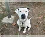 Small #1 American Pit Bull Terrier