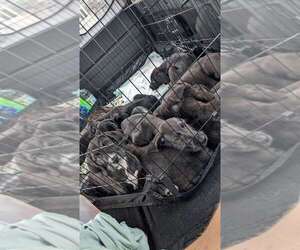 Great Dane-Poodle (Standard) Mix Litter for sale in SALT LAKE CITY, UT, USA