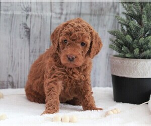 Poodle (Miniature) Puppy for sale in FREDERICKSBURG, OH, USA