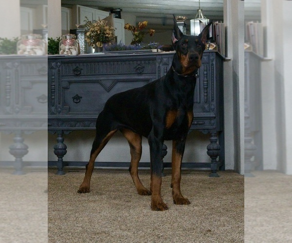 Medium Photo #1 Doberman Pinscher Puppy For Sale in WARSAW, IN, USA