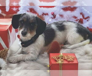 Dachshund Dogs for adoption in Taunton, MA, USA