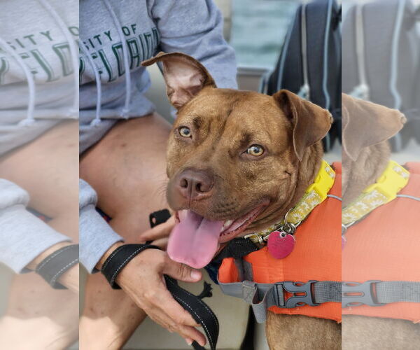 Medium Photo #1 Labrador Retriever-Unknown Mix Puppy For Sale in Atlanta, GA, USA