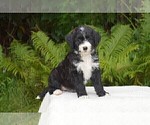 Small Photo #2 Bernedoodle Puppy For Sale in MIFFLINBURG, PA, USA