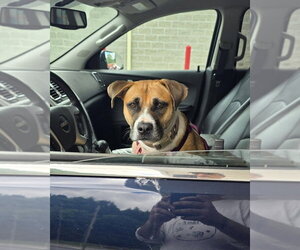 Layla (fka Lisa) - Female American Pit Bull Terrier-Labrador Retriever Mix Dog for Adoption - Photo #15