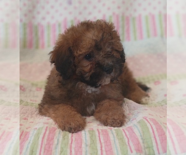 Medium Photo #3 Maltipoo (Toy) Puppy For Sale in BURLINGTON, MA, USA